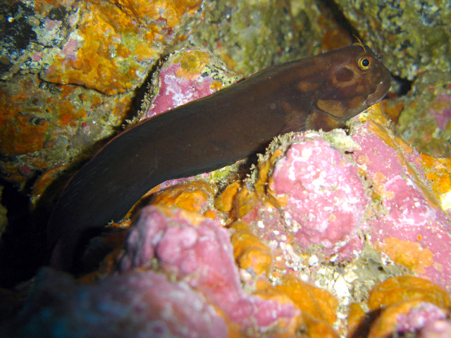 Red lip blenny