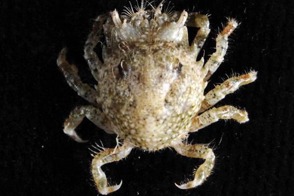 Pitho crab