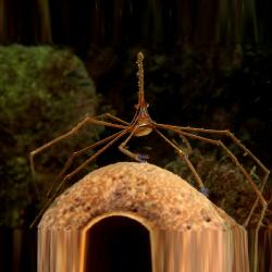 Arrow Crab