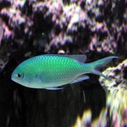 Blue Chromis