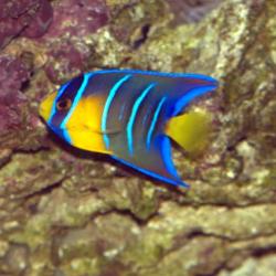 Blue Angelfish Small 1.75 - 3 inch