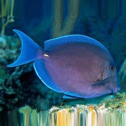 Blue Tang