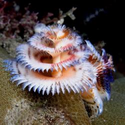 Chrismas Tree Worm