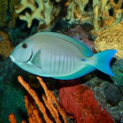 Doctorfish Tang