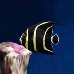 French Angelfish Small 1.75 - 3 inch