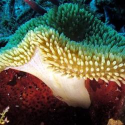 Carpet Anemone