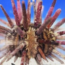 Slate pencil urchin
