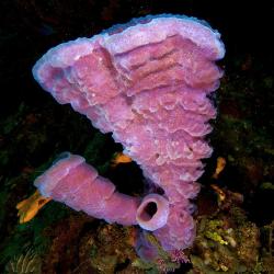 Purple Tube Sponge