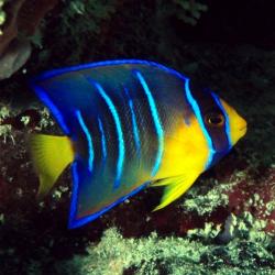 Queen Angelfish Medium 3-5 inch