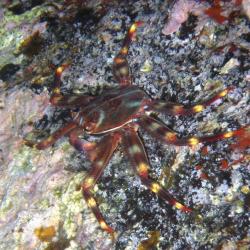 Sally Lightfoot Crab