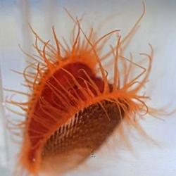 Flame Scallop