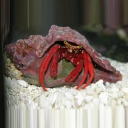 Red Scarlet Leg Hermit Crab
