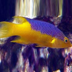 Spanish Hogfish