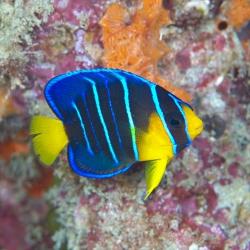 Townsend Angelfish Small 1.75 - 3 inch