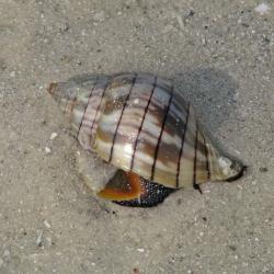 Tulip Snail